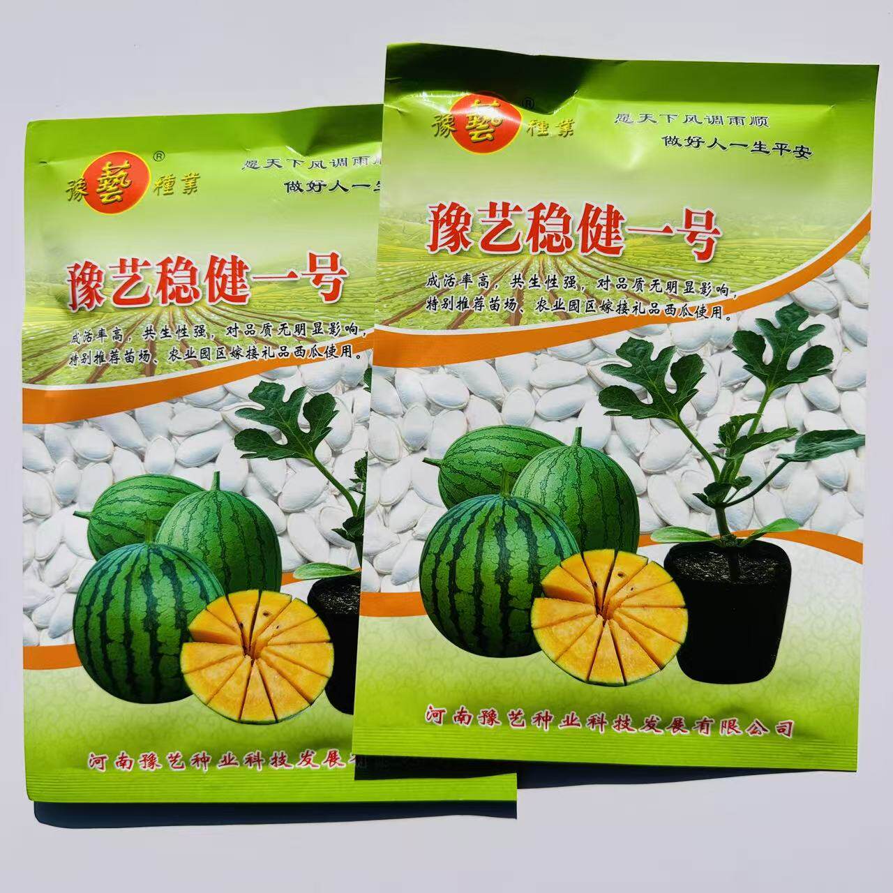 西瓜甜瓜专用砧木嫁接用南瓜种子苗场用抗病豫艺稳健一号粘木基地
