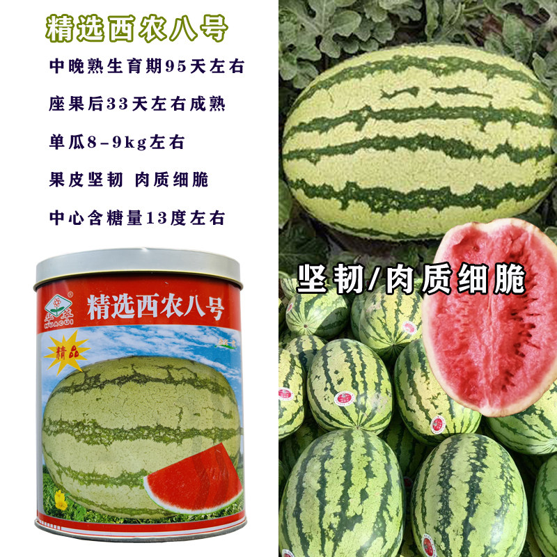 西农八号西瓜种籽麒麟特大超大巨