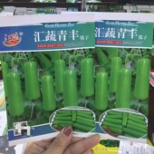 汇蔬青丰早熟瓠瓜种子瓜形短筒型顺直美观果长25cm肉质脆嫩味清甜