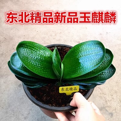 东北国宝级精品玉麒麟君子兰盆栽小苗绿植花卉短宽叶坑纹元宝麻脸图片