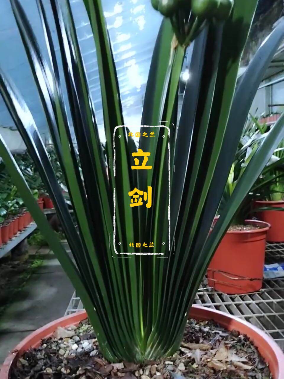 长春精品名贵新款君子兰立剑盆栽四季圆头高档大小苗绿植花卉盆景