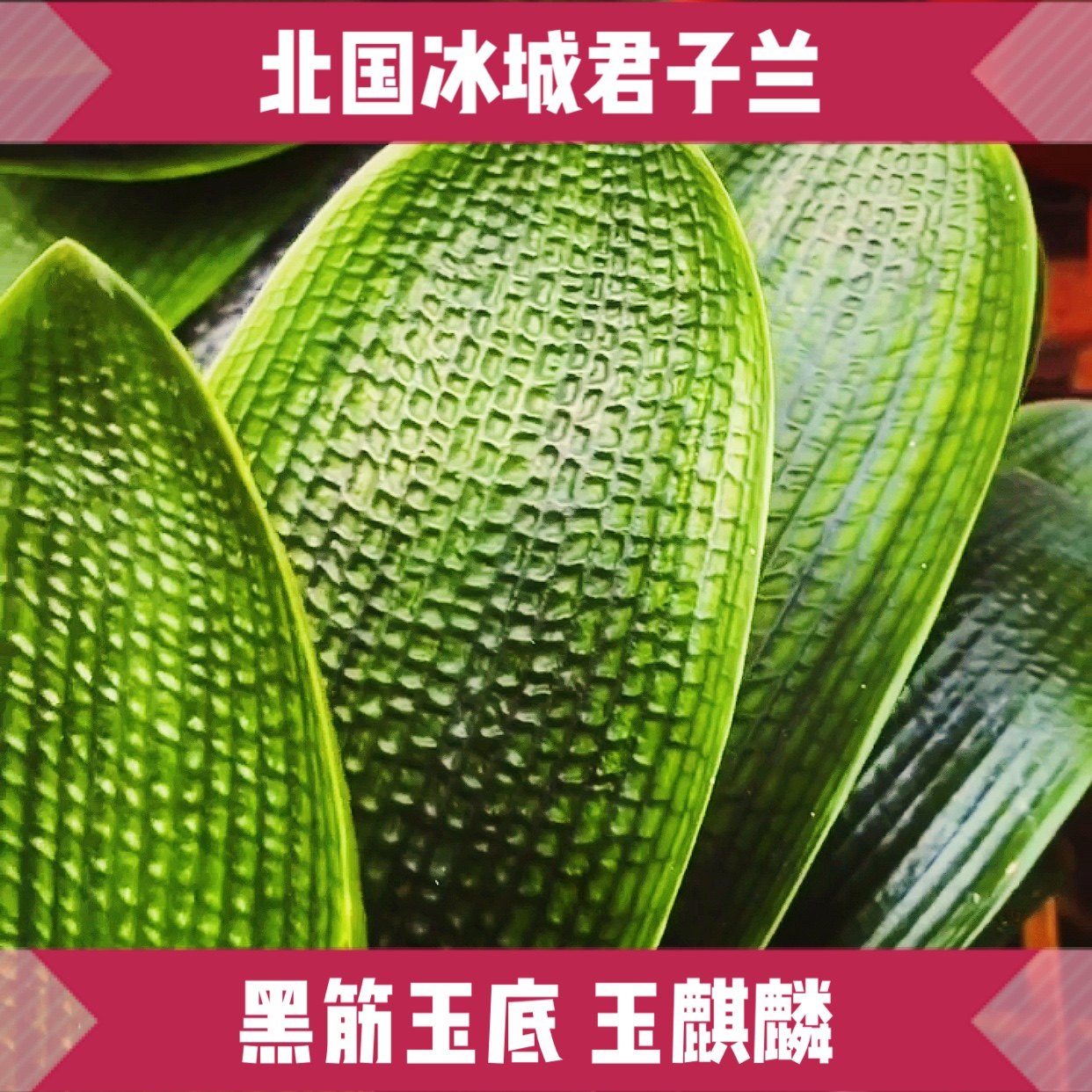 长春新款四季精品名贵君子兰玉麒麟小苗绿植室内圆头和尚花体麻脸