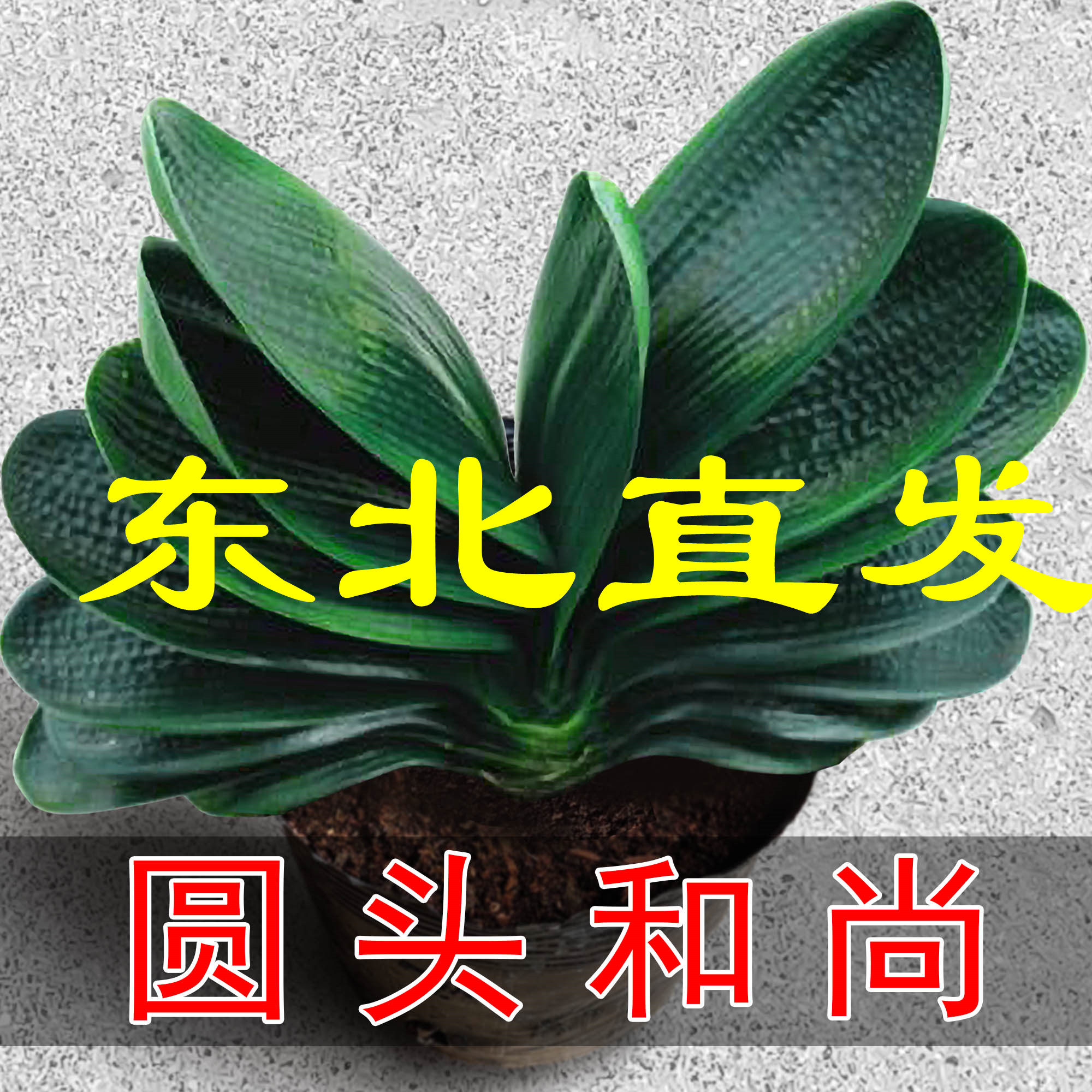 东北精品名贵圆头和尚君子兰盆栽老苗四季花卉植物室内花绿植好养