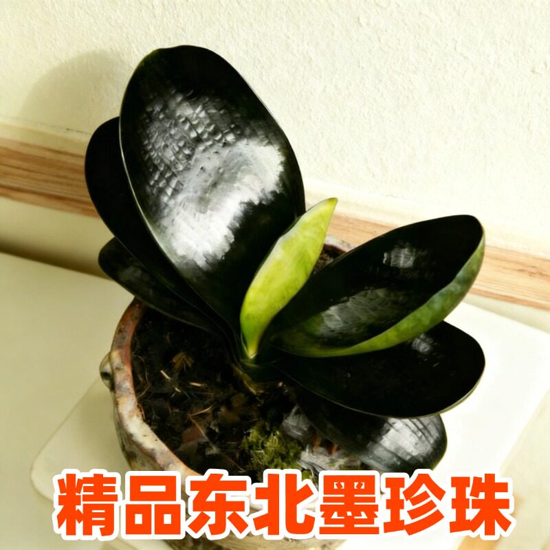 东北精品名贵彩叶君子兰 立板霸王彩兰 高端绿植金边鸳鸯盆栽种子