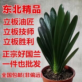 长春精品立板君子兰短叶盆栽带花苞麻脸油匠胜利技师花脸圆头花卉