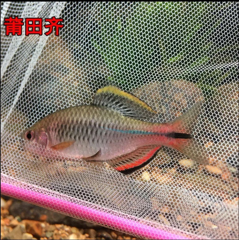 莆田齐式鱊鳑鲏鱼原生冷水鱼小型群游淡水鱼七彩旁皮鱼不加温好养