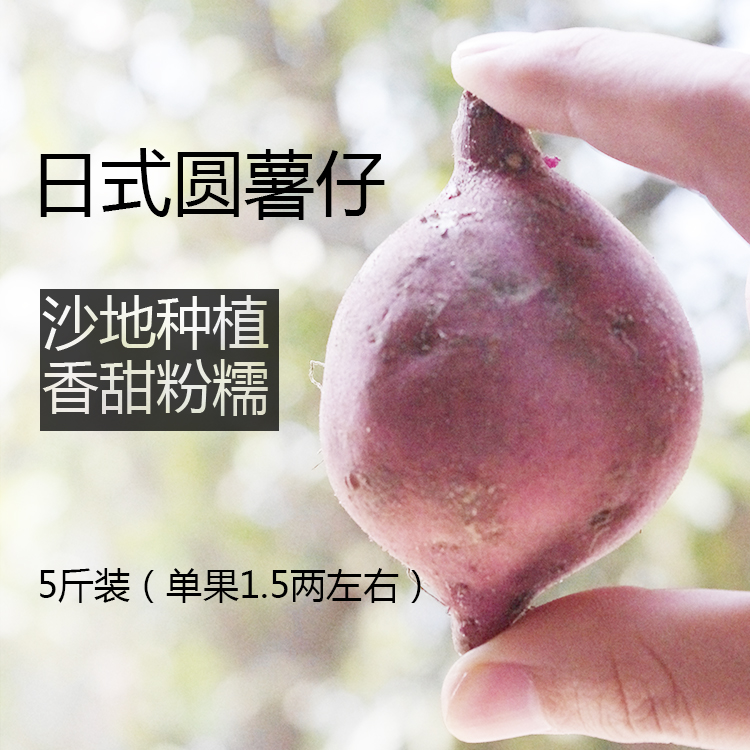 【1月中旬发货】新鲜沙地日式板栗薯海南桥沙地瓜迷你小红薯