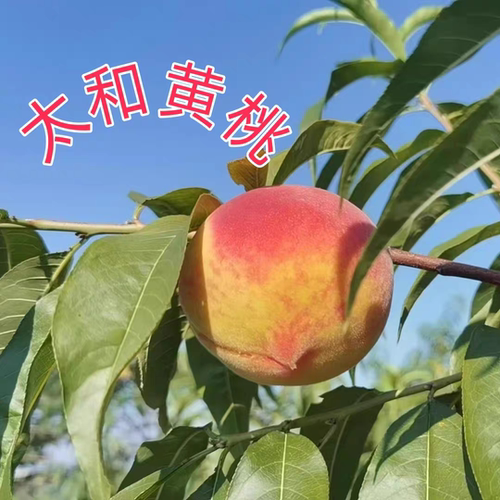 重庆合川太和黄桃精品大果露天高山黄桃农家自种新鲜采摘净重包邮