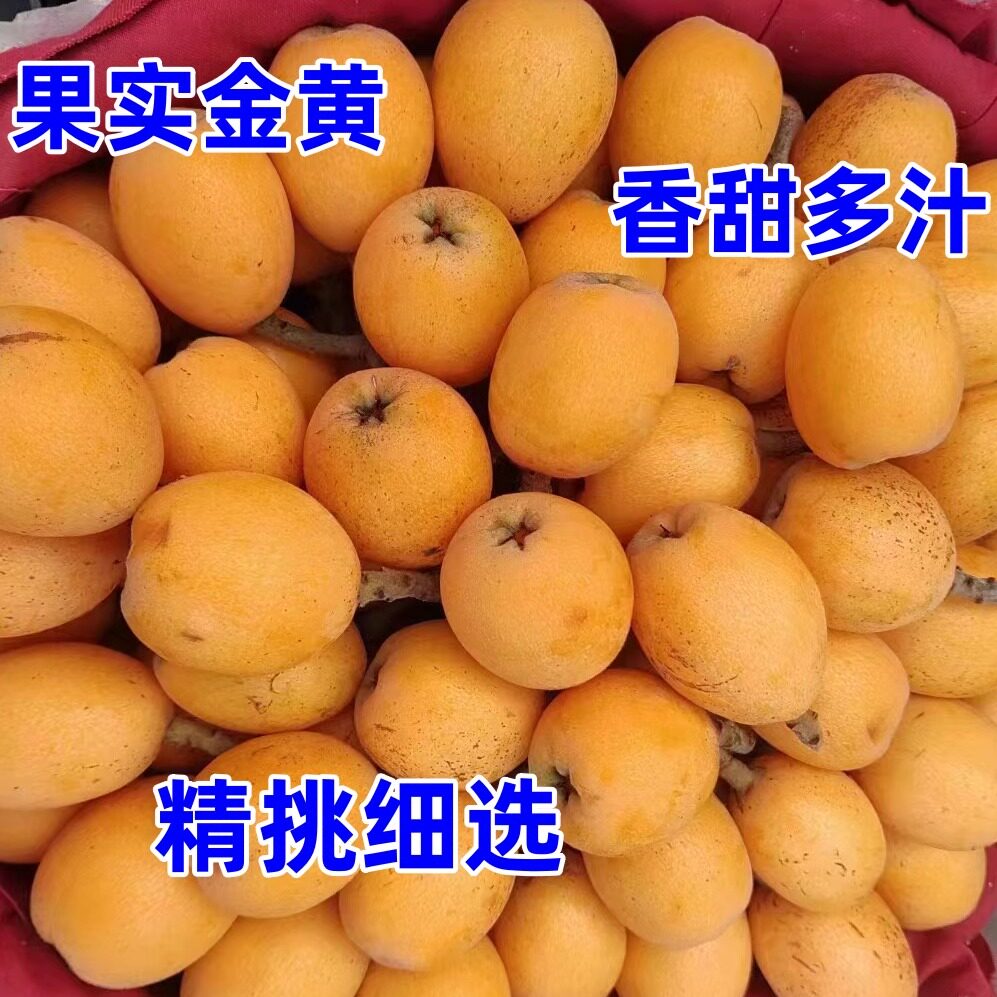 重庆合川枇杷大五星琵琶10斤5斤现摘现发应季水果鲜嫩多汁甜包邮
