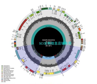 全新叶绿体基因组比较分析/ 生物信息学/选择压分析/进化树构建