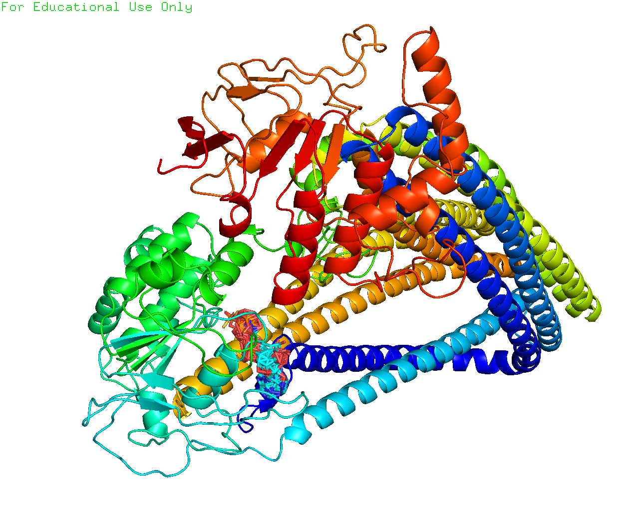 蛋白分子对接Discovery Studio分析3D结构2D结构图PyMOL