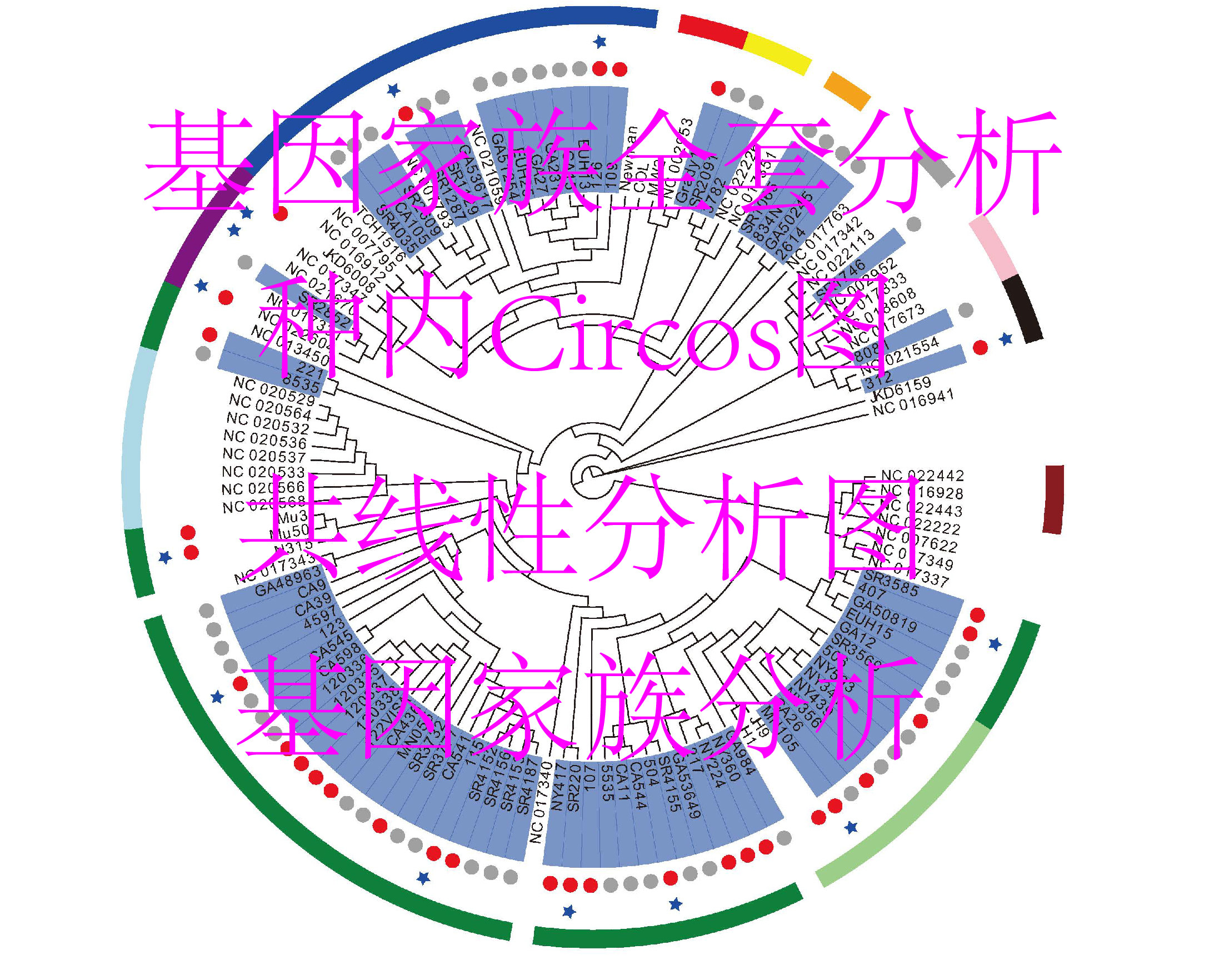 基因家族全套分析/全基因组复制图/基因家族结构图/启动子分析