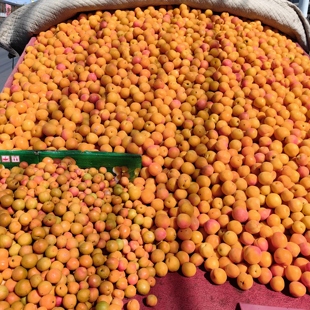 2025年宝藏杏干 感觉～小石头和田玉～每人限2斤 初恋