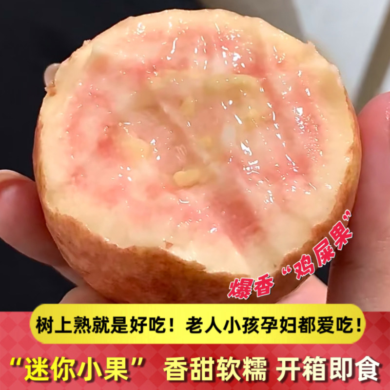 广州增城胭脂红芭乐树上熟红心番石榴粉嫩软糯香甜鸡屎果孕妇顺丰