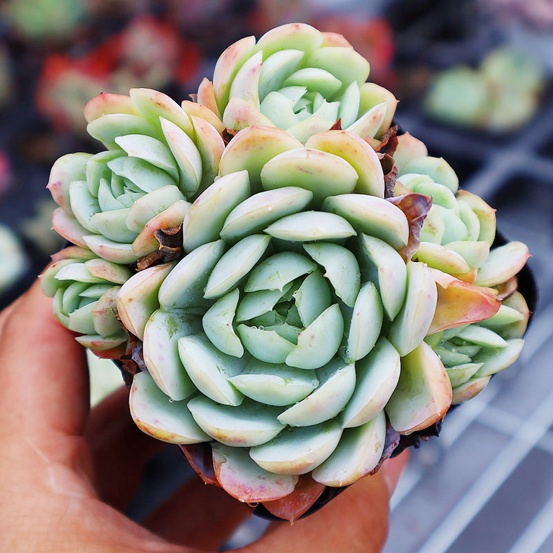 冰莓月影多肉价格 冰莓月影多肉图片 星期三