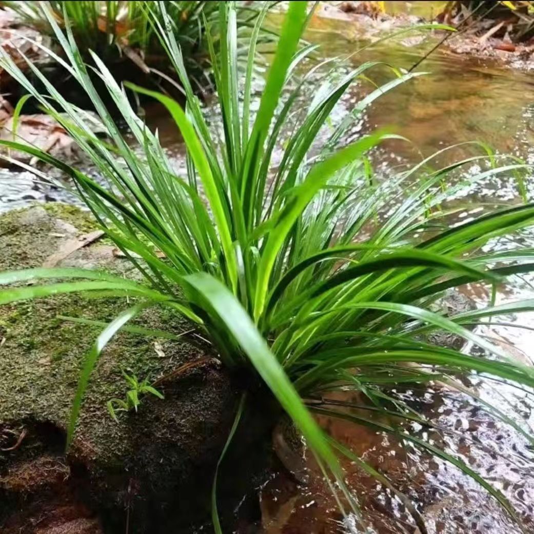 野生现采石菖蒲水培盆栽微景观四季常青绿植附石观赏养鱼净化水草