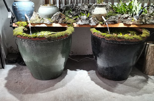 古法缸花边粗陶土陶缸养鱼大缸户外庭院阳台茶室布景装饰缸纯手工