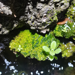 饰造景鱼缸假山铺面diy绿植铺面 鲜活现采苔藓微景观青苔盆景装