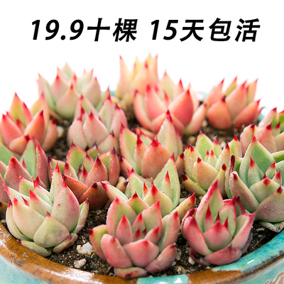 治铭 多肉乌木 多肉 橙乌木黑檀汁口红玛利亚等杂交乌木 多肉植物