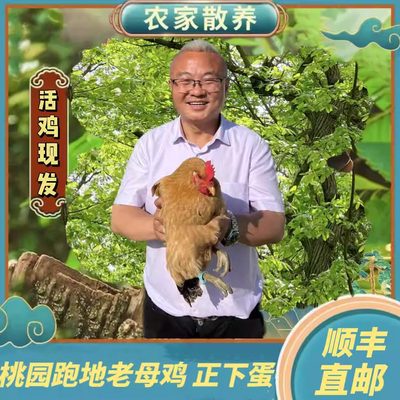 黄油老母鸡拔毛现宰现杀手工顺丰