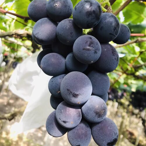 松罗晚熟巨峰葡萄高山金奖无公害葡萄新鲜应季水果礼盒装现摘现发