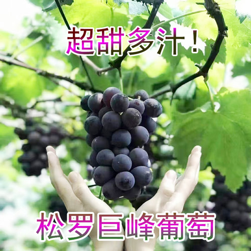 福安葡萄松罗高山晚熟巨峰葡萄非提子夏黑新鲜水果礼盒装福建包邮