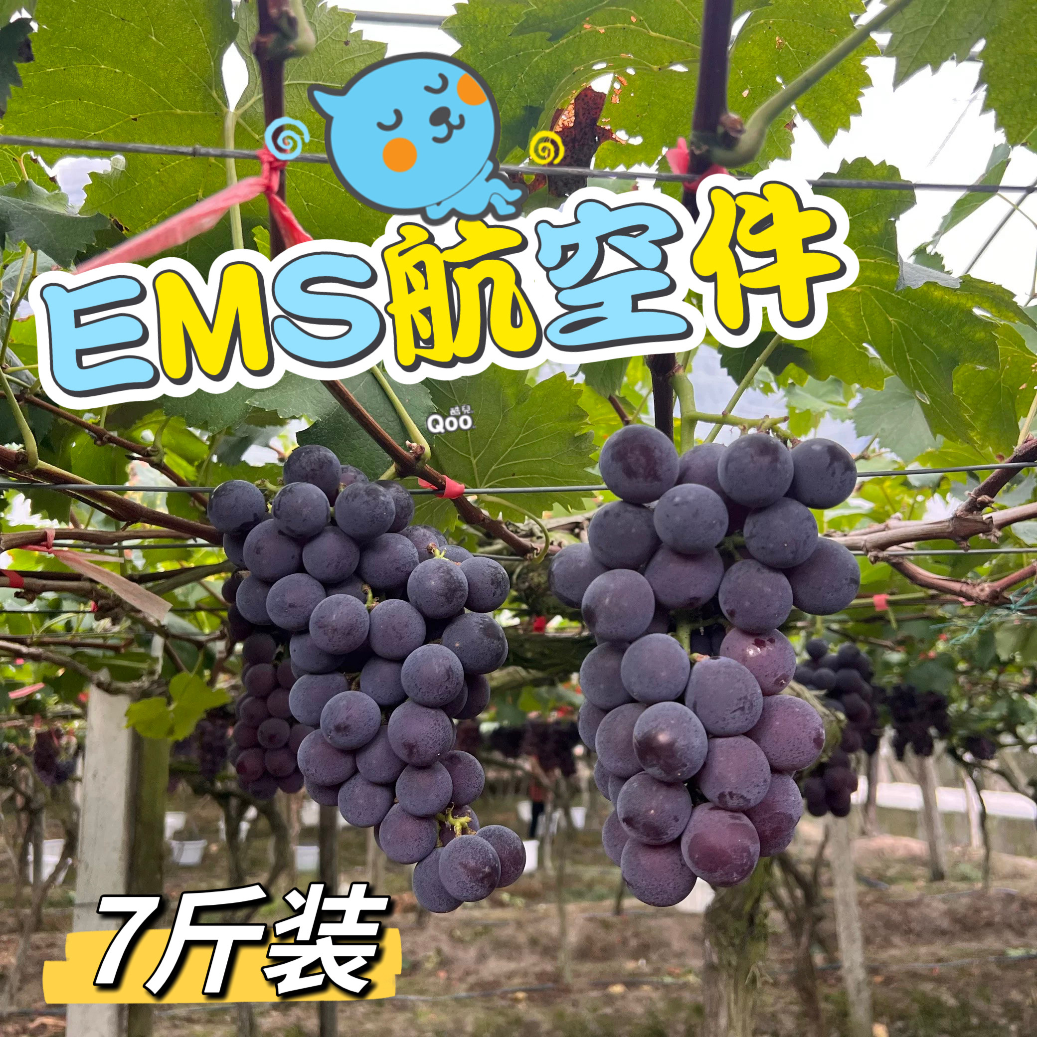 EMS航空件 松萝巨峰葡萄现摘现发精品果现摘现发新鲜水果孕妇爱吃