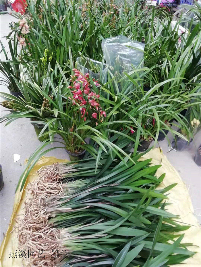 浓香墨兰浓香兰花小香兰带花苞懒人花室内外盆栽