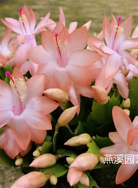 新品橙色蟹爪兰进口多色原盆带土自根办公室盆栽可嫁接9月花期