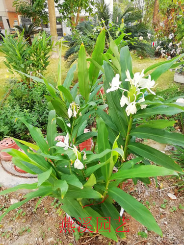 浓香型蝴蝶百合庭院野姜花夏季