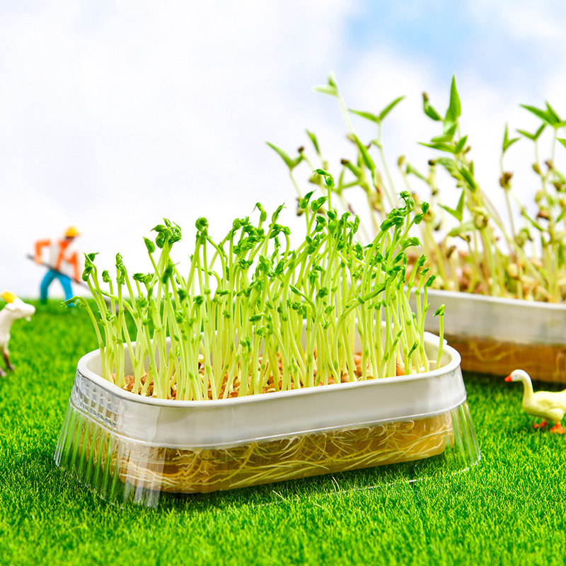 豆芽发芽盆水培蔬菜豌豆苗种植架无土栽培托猫草芽苗菜育苗盘托盘