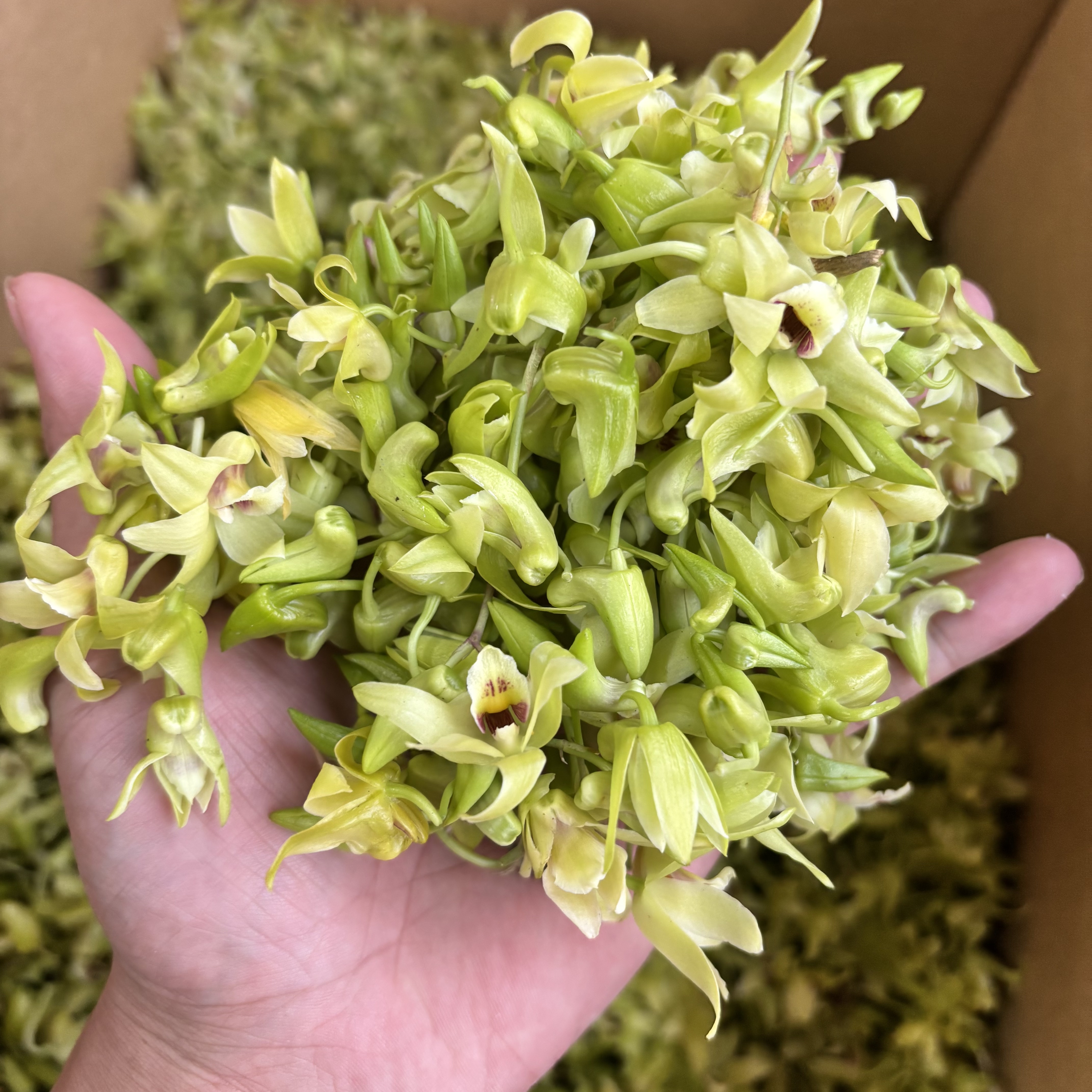顺丰包邮铁皮石斛鲜花2026新鲜当天采摘食用一斤五斤正宗基地直发