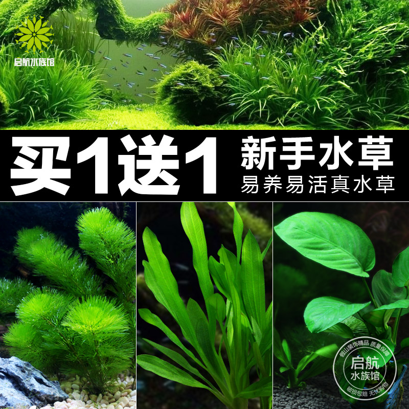 鱼缸真水草水族箱造景装饰活体植物中后背景草皇冠绿菊水榕蜈蚣草