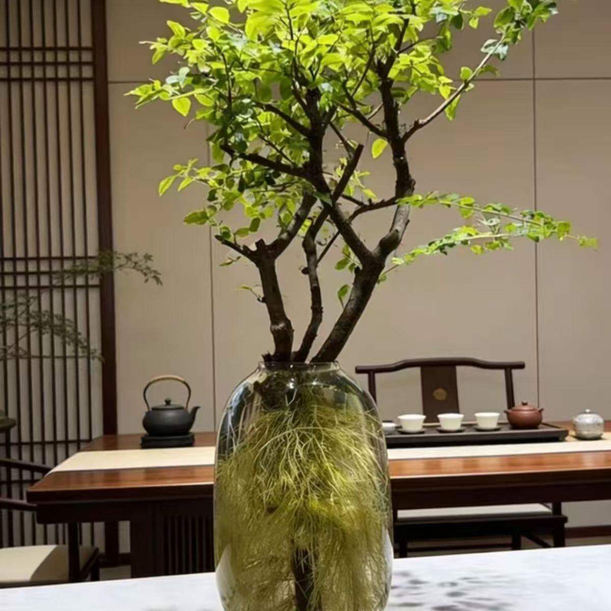 水培小叶女贞玻璃瓶轻奢高级感大肚摆件插花客厅透明吊钟南天竹