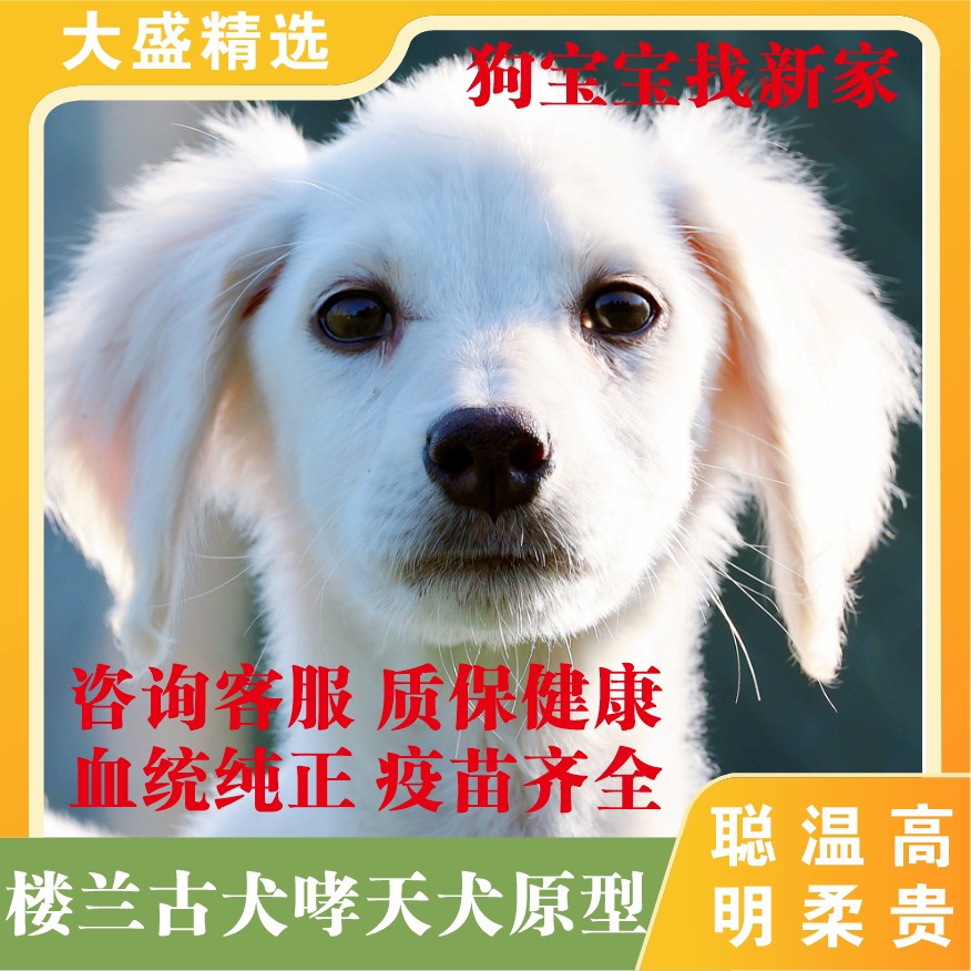 楼兰古犬中型犬楼兰古犬濒危犬种
