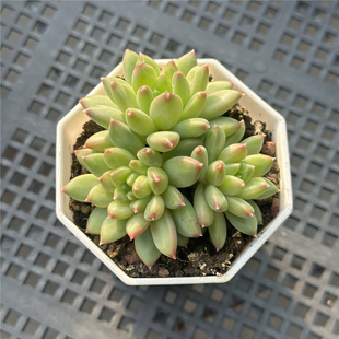 甲骨文 多肉植物 7厘米盆 多头群 纹理清晰 一件包邮 不仅布蔓