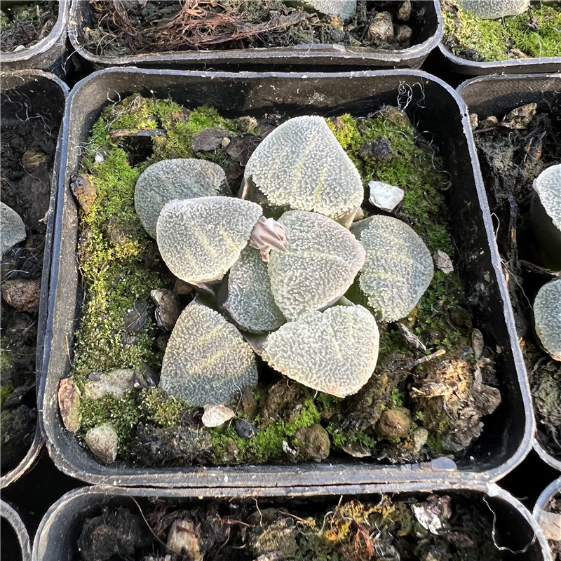 青磁寿 青瓷冰钻 多肉植物 十二卷 磨砂颗粒 满30包邮 不仅布蔓