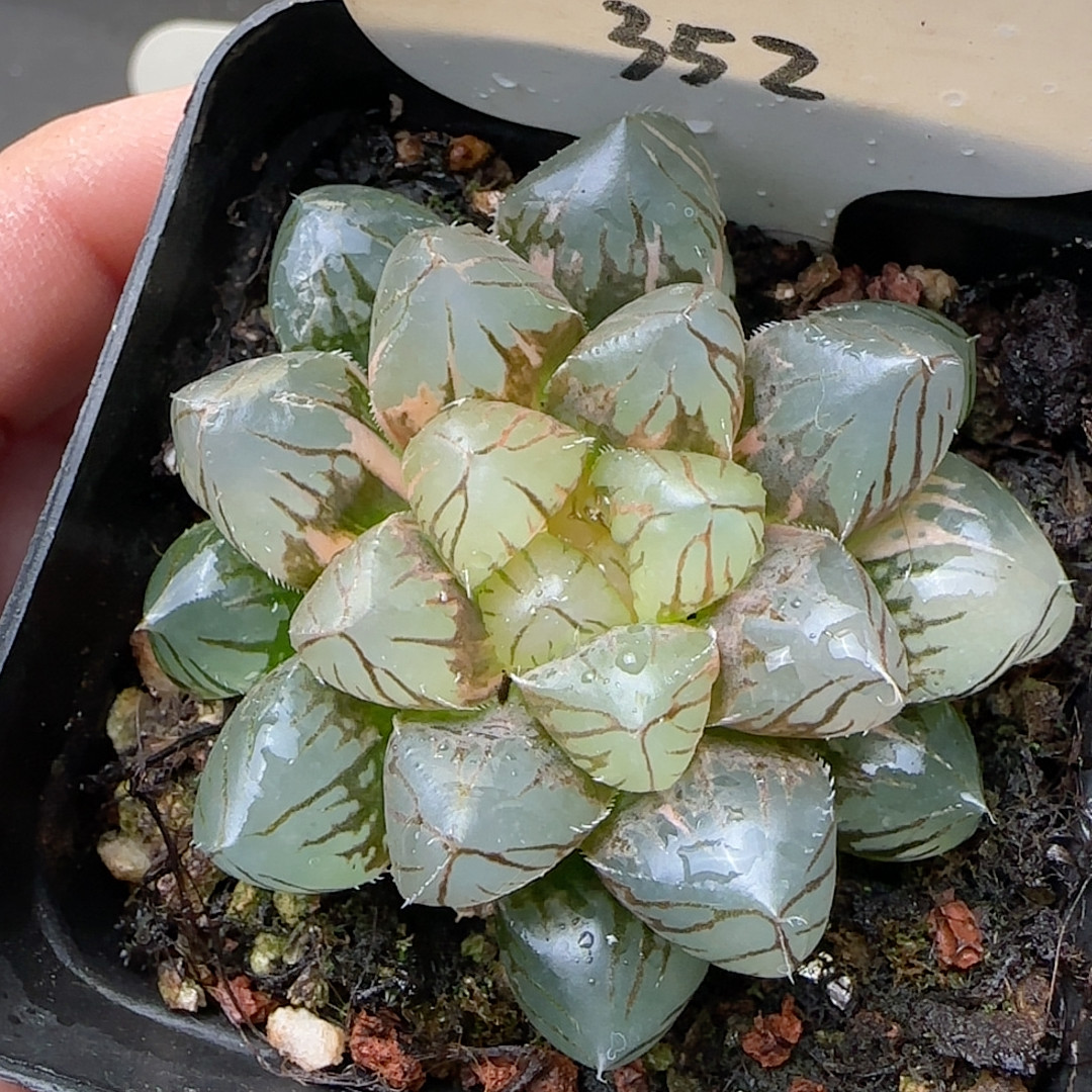 霓虹灯 352,鲜花速递/花卉仿真/绿植园艺,多肉植物,淘宝优惠券,粉丝福利购,淘宝优惠卷