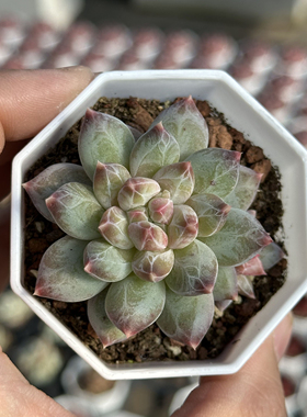 幻影 多肉植物 7厘米盆 纹理清晰 红色白尖 一件包邮 不仅布蔓