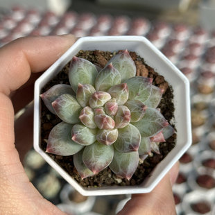 幻影 多肉植物 7厘米盆 纹理清晰 红色白尖 一件包邮 不仅布蔓