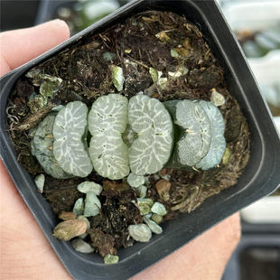 玄武玉扇 多肉植物 十二卷 7厘米盆 浓绿纹 一件包邮 不仅布蔓