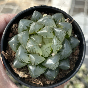 水晶玉露 多肉植物 十二卷 9厘米盆 油量大窗 一件包邮 不仅布蔓