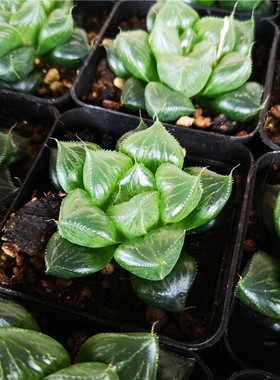 三仙寿 多肉植物 7厘米盆 单头 冰透 十二卷属 一件包邮 不仅布蔓