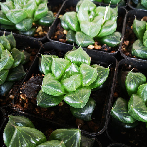 三仙寿7厘米盆冰透绿色