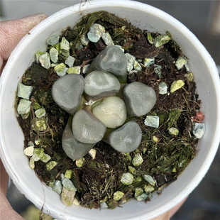 空门万象 十二卷 多肉植物 7厘米盆 无纹透窗 一件包邮 不仅布蔓