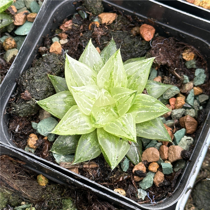 砂糖寿锦 多肉植物 十二卷属 6.5厘米盆 白锦 一件包邮 不仅布蔓