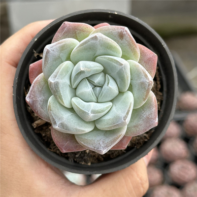 冰玉9厘米盆白色单头包邮