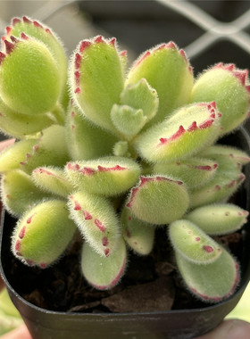 白熊6.5厘米盆自然锦群