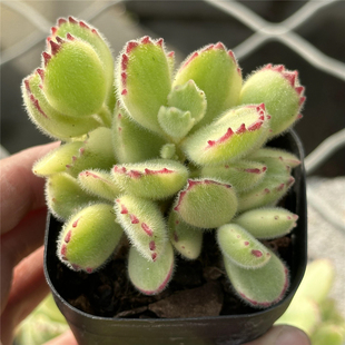 白熊 熊童子白锦 多肉植物 6.5厘米盆群自然锦 一件包邮 不仅布蔓