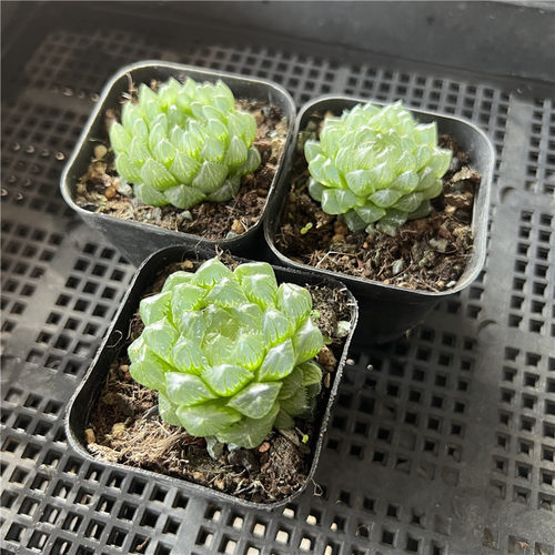 冰川玉露 多肉植物 6厘米盆 单头 十二卷属  一件包邮 不仅布蔓